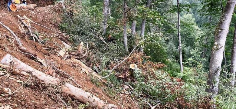 Macahel Bölgesinde Orman Katliamına Kim Dur Diyecek