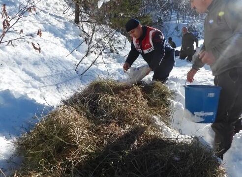 Korumalı: Artvin’de soğuk ve kış şartlarında yaban hayvanları unutulmadı